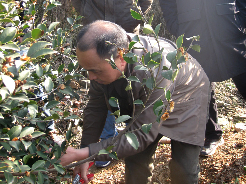 江西油茶专家李铁明现场指导如何修剪油茶树