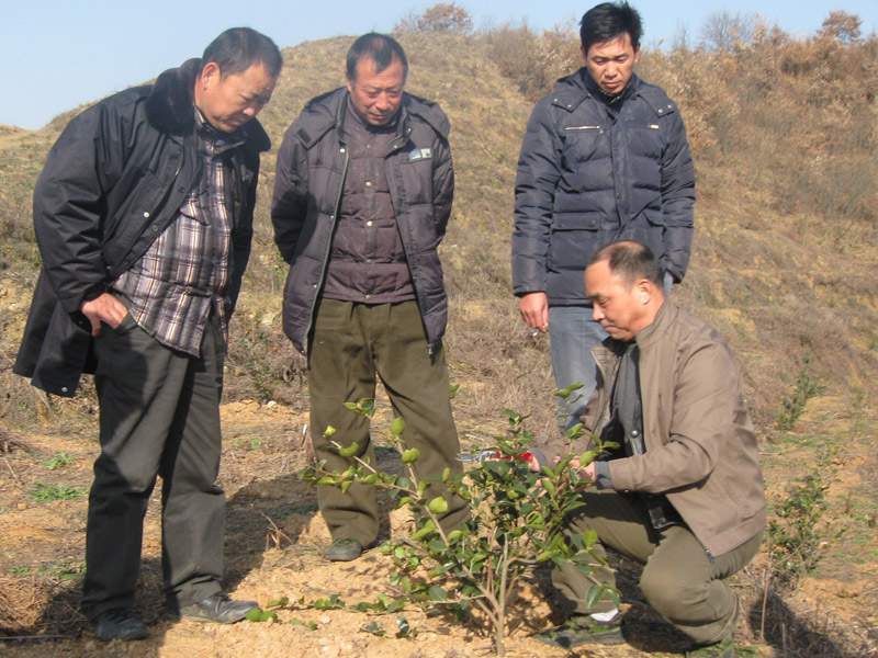 江西油茶专家李铁明现场指导如何修剪油茶树
