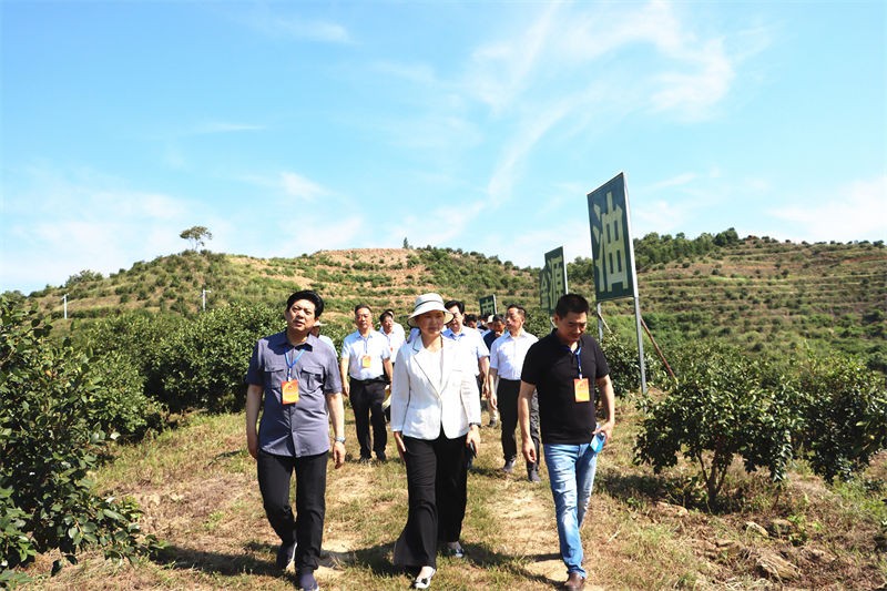 信阳市人大常委会主任谢天学一行到金源调研油茶产业发展情况