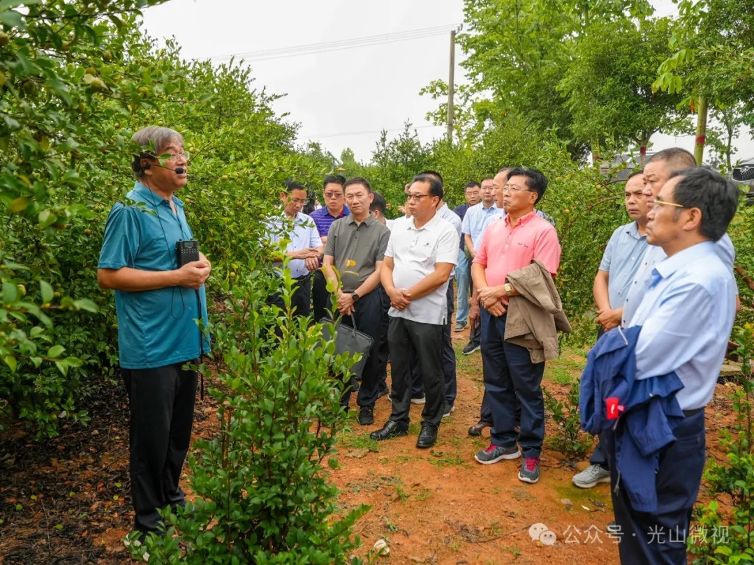 全省油茶产业高质量发展座谈会在光山县召开